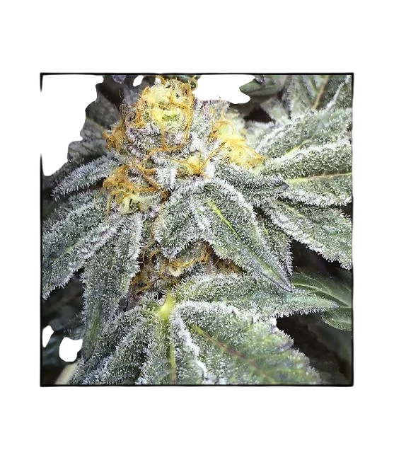 Kens Grand OG – Produktansicht