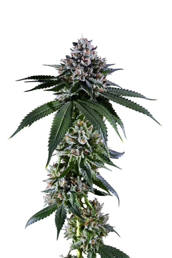 Kens Kush – Produktansicht