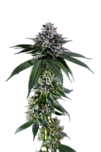 Kens Kush