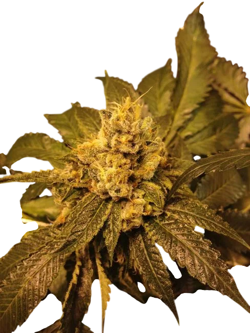 Kens OG Kush – Produktansicht