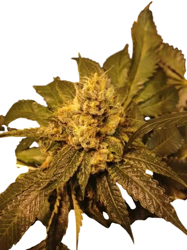 Kens OG Kush