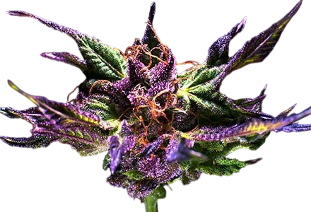 Kens Original GDP (Grand Daddy Purple) – Produktansicht