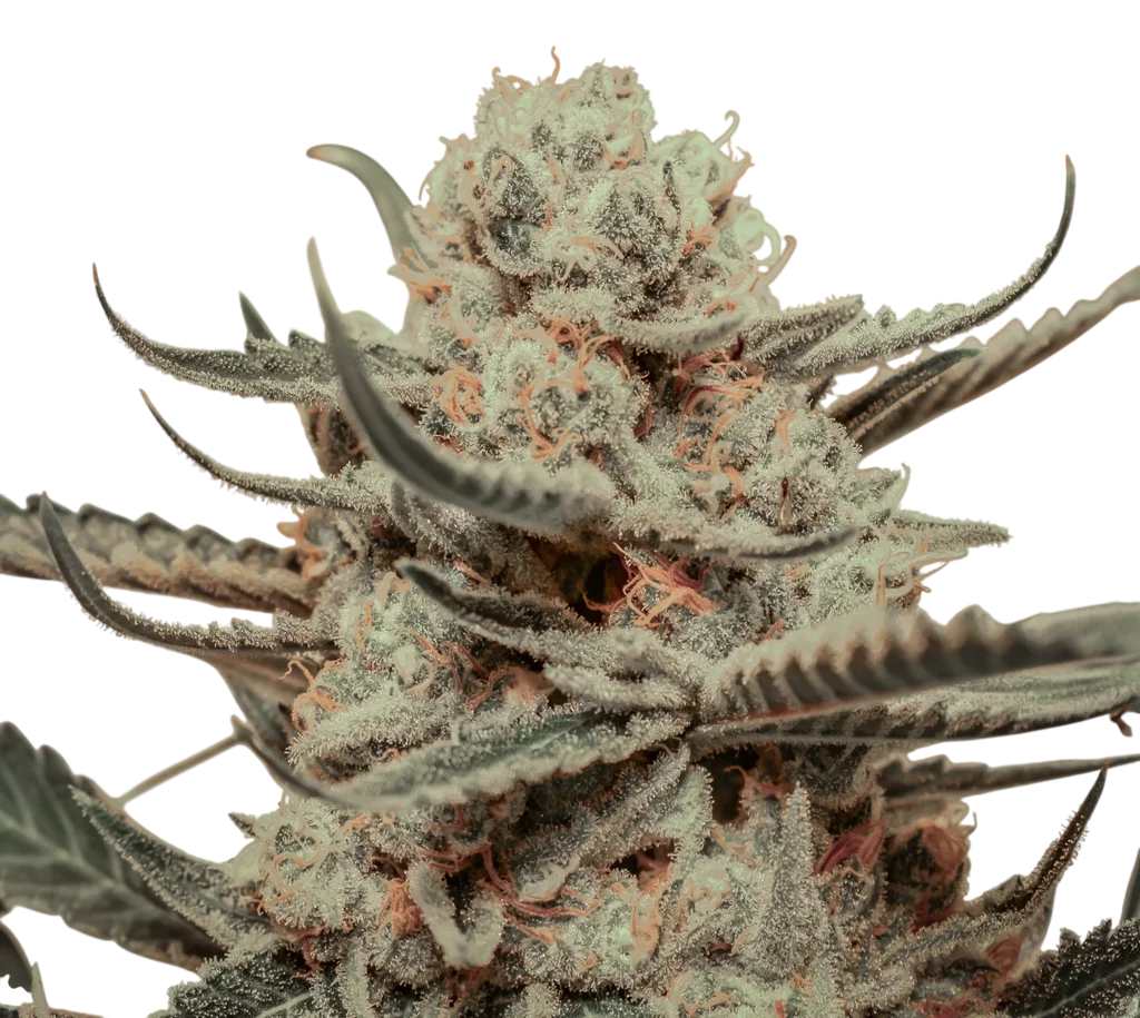 Killer Queen – Produktansicht