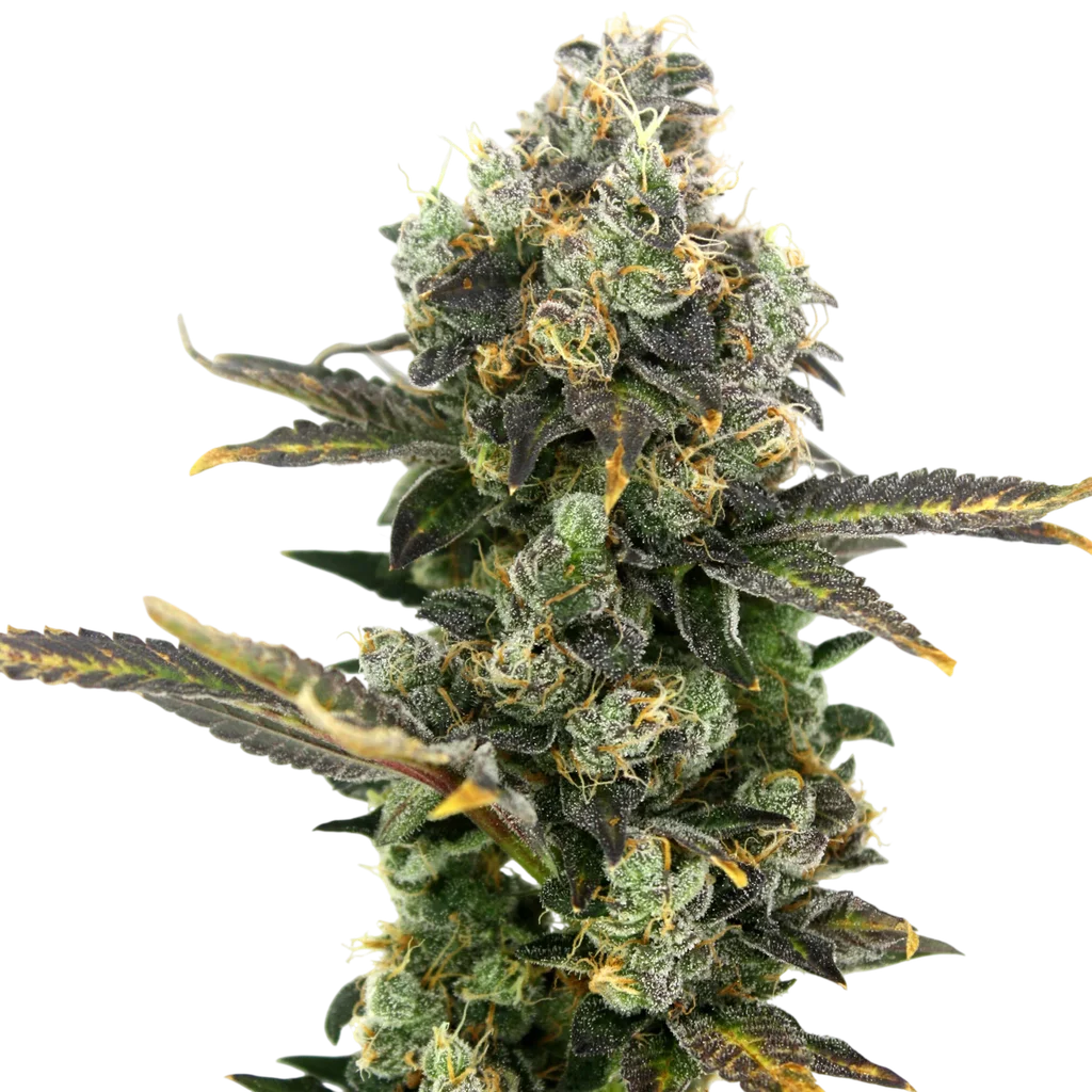 King Cone | PHOTOFEM | Elev8 Seeds