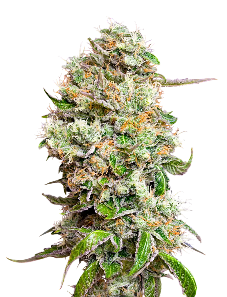 Kings Kush CBD Auto | AUTOFEM | Greenhouse Seed Co.