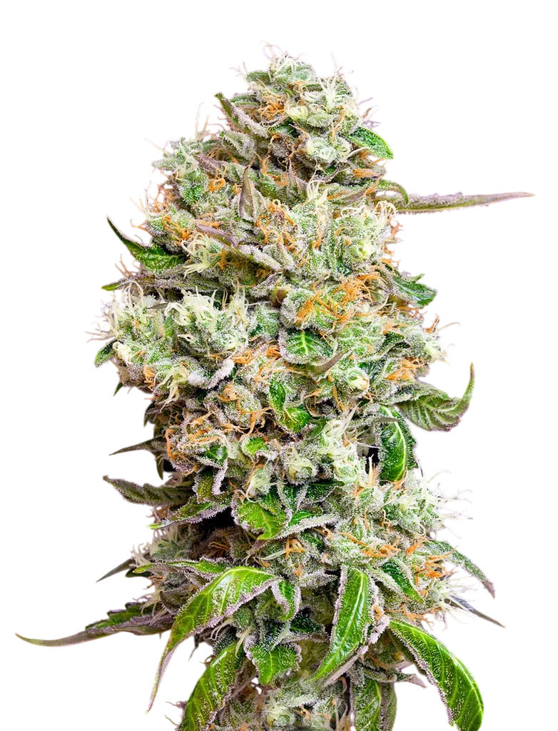 Kings Kush CBD Auto – Produktansicht