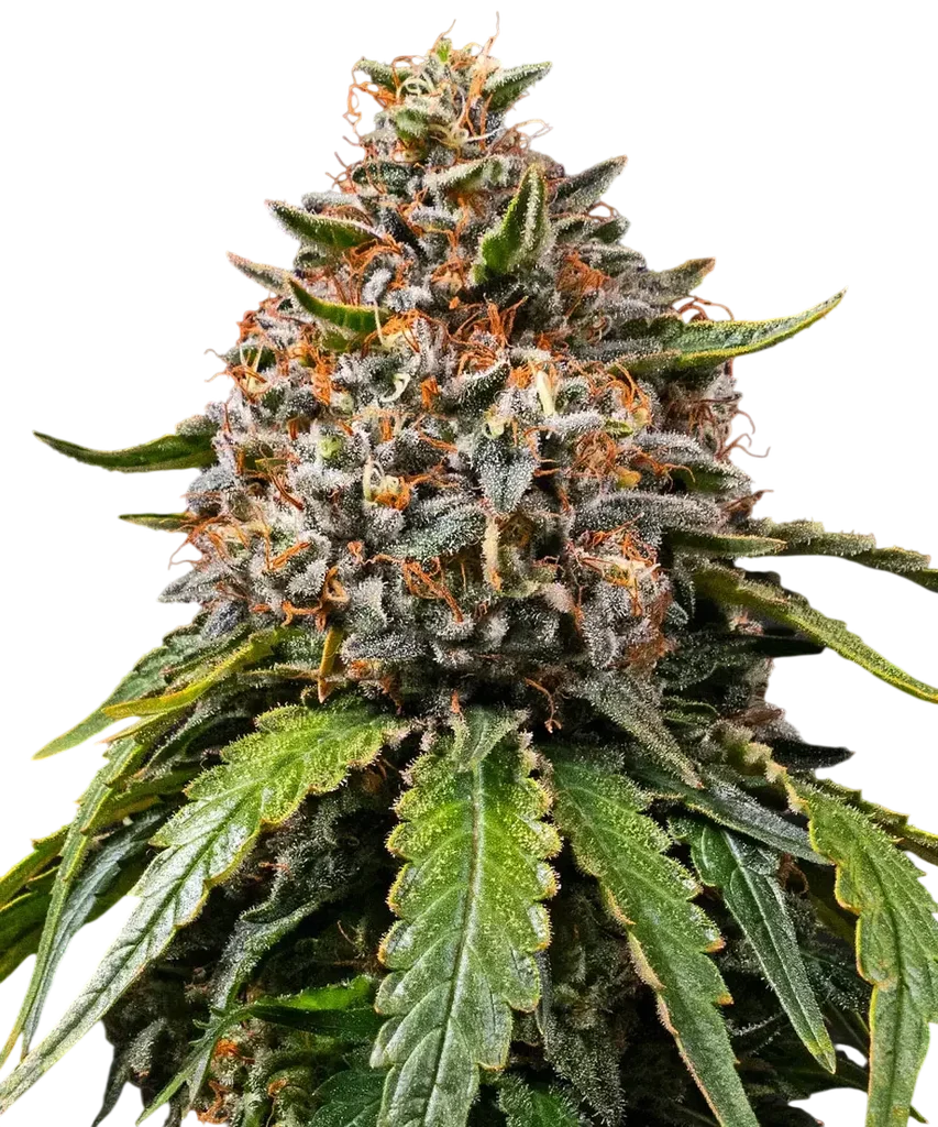 White Widow XXL – Produktansicht