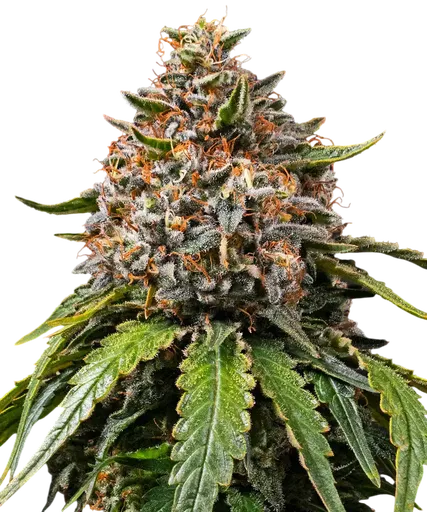 White Widow XXL