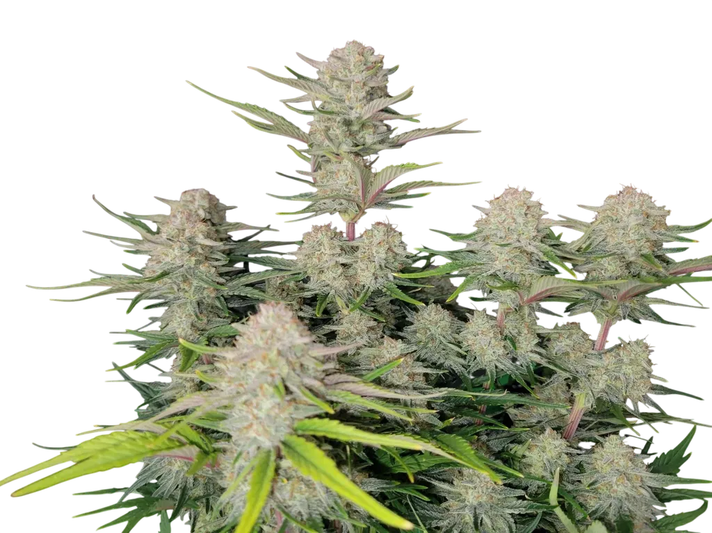 Apricot Auto | AUTOFEM | Fast Buds
