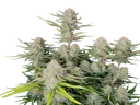 Apricot Auto | AUTOFEM | Fast Buds