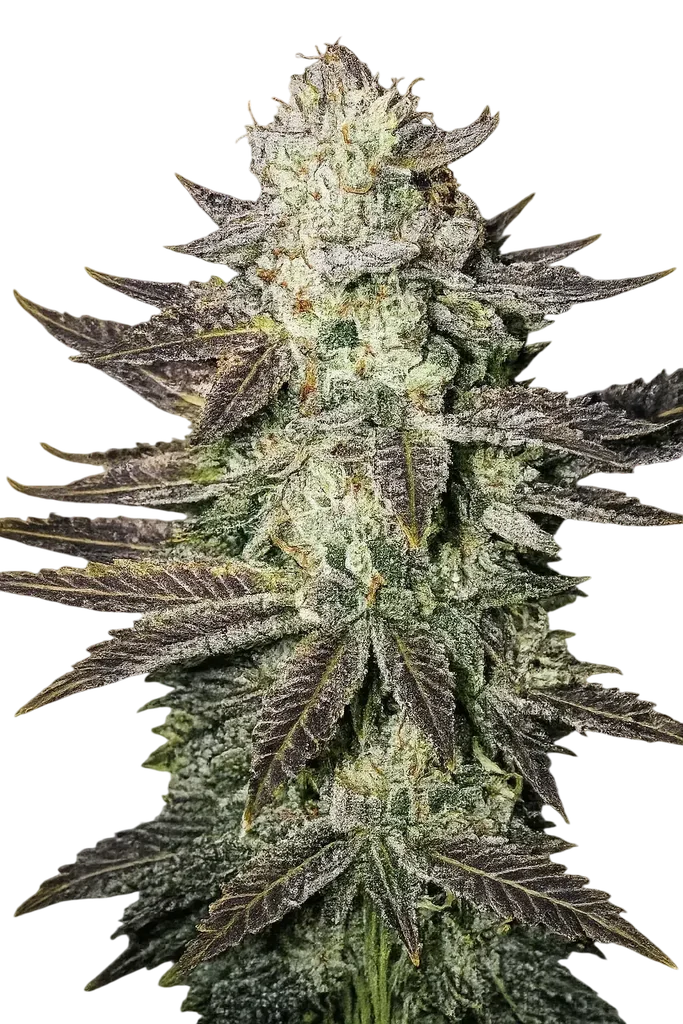 LA Cookies – Produktansicht