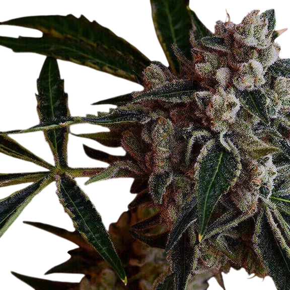 LA Kosher Kush – Produktansicht