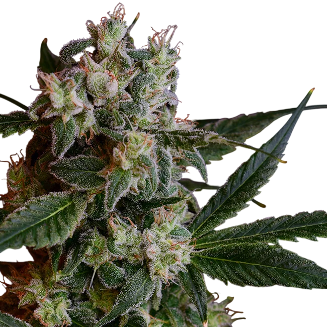 Laotian OG – Produktansicht