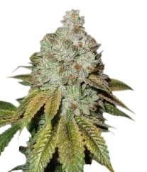 Larry OG Kush