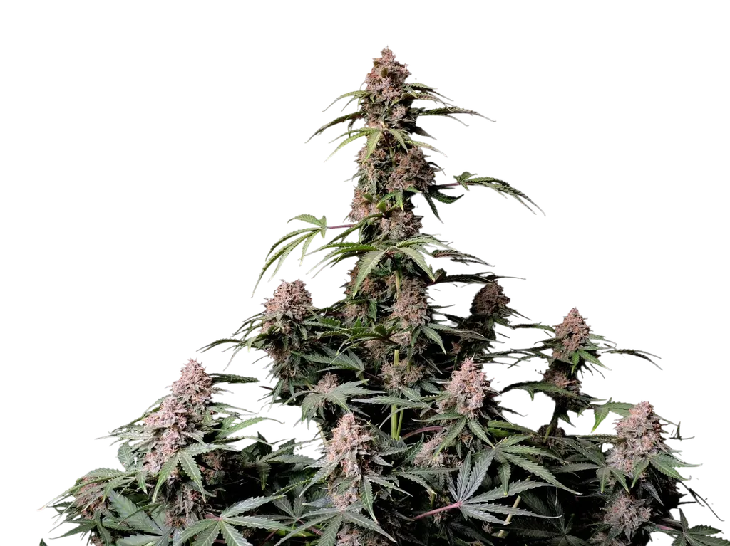 Amnesia Z Auto | AUTOFEM | Fast Buds