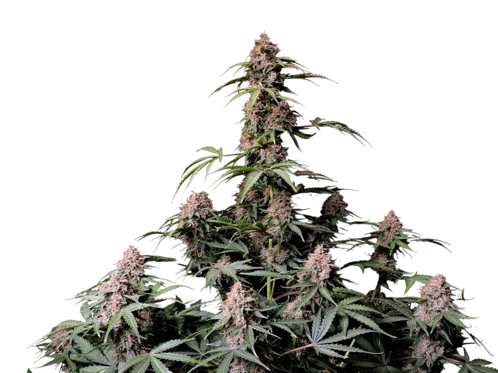 Amnesia Z Auto – Produktansicht