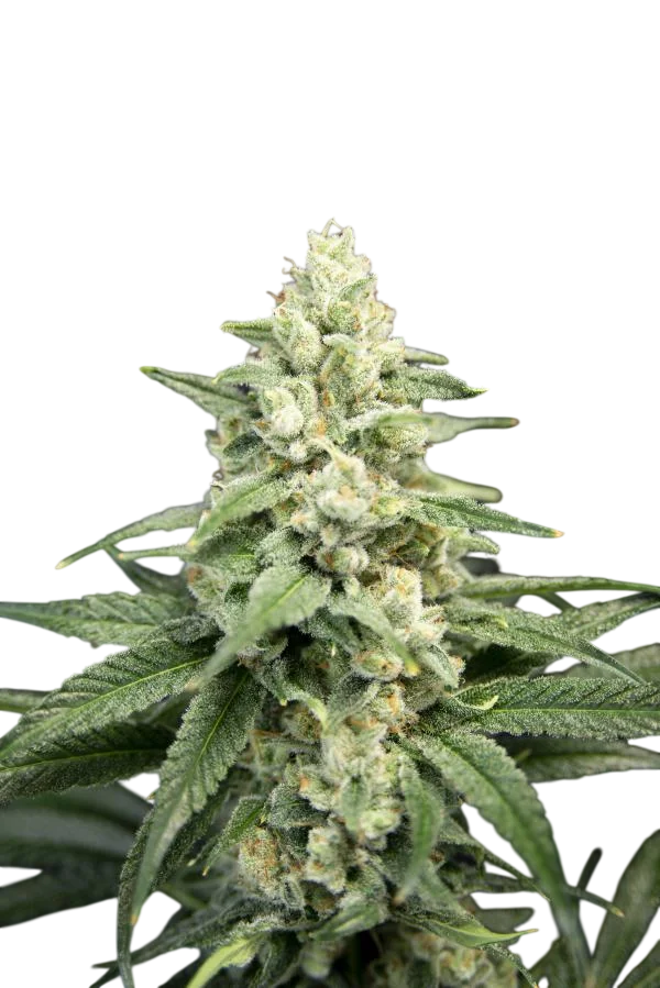 Lavender Barb – Produktansicht