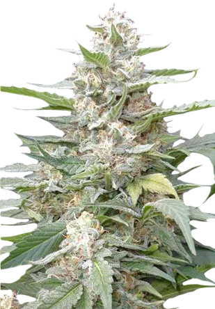 Lemon Amber Kush | PHOTOFEM | G13 Labs