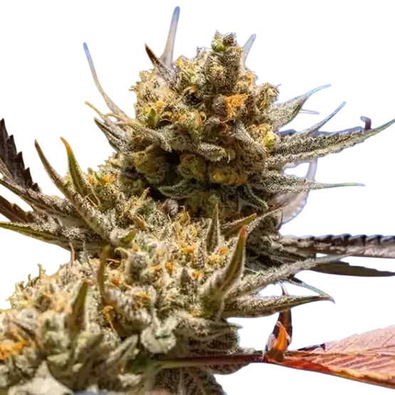 Lemon Berry Candy OG R2 | PHOTOFEM | Ethos Genetics