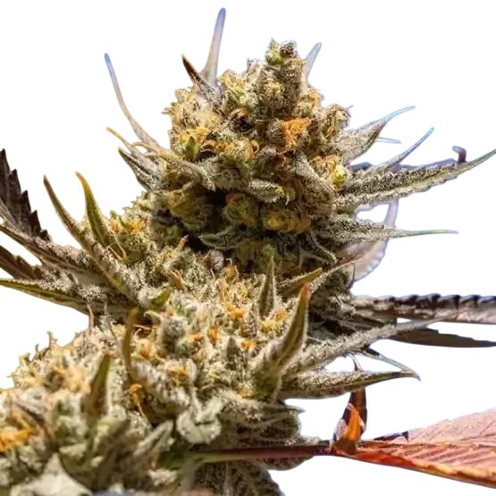 Lemon Berry Candy OG R2 – Produktansicht