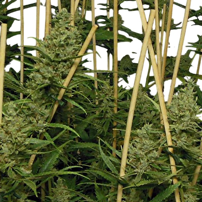 Lemon Bubble – Produktansicht