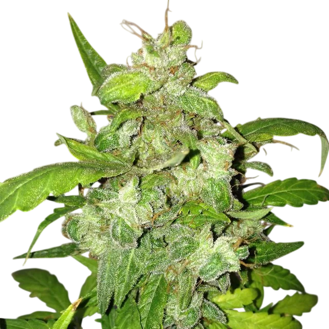 Lemon Bubble Auto – Produktansicht