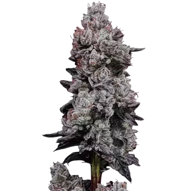 Lemon Cherry Gelato RF3 Auto | AUTOFEM | Ethos Genetics