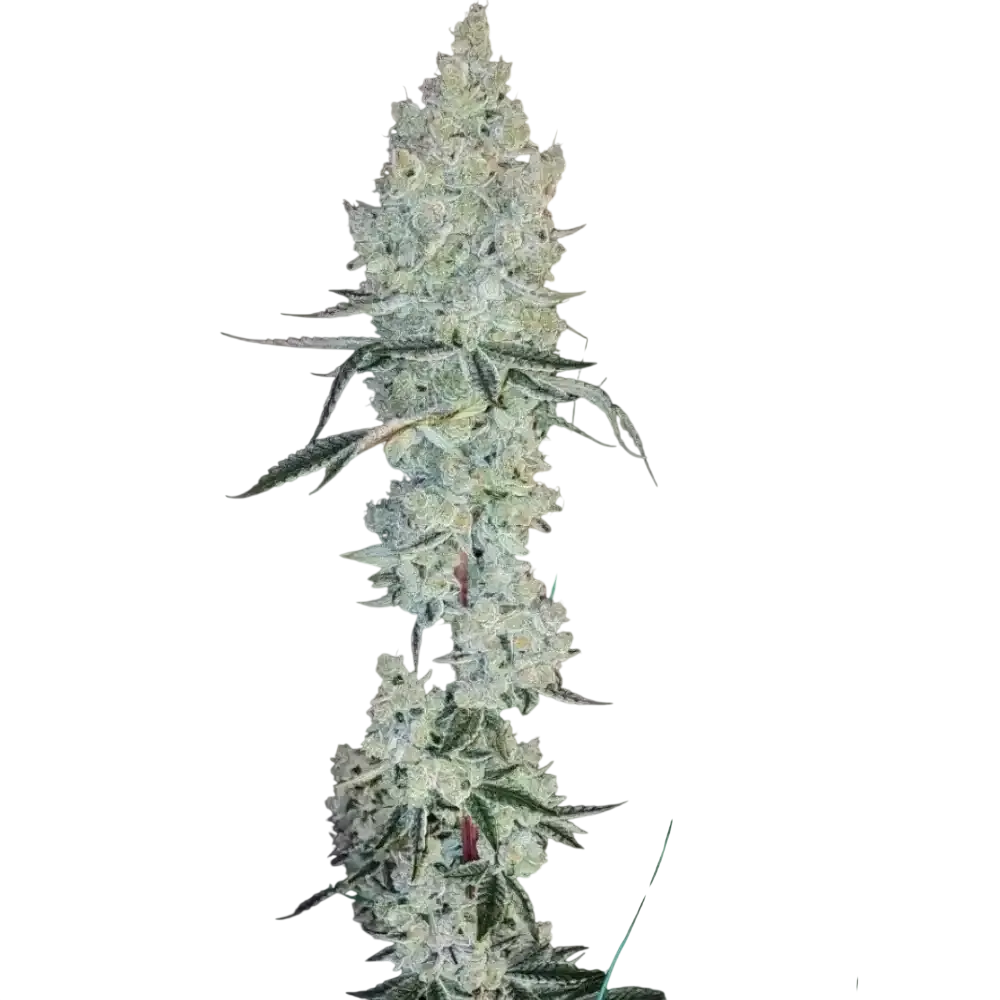 Lemon Cherry Pie R1 | PHOTOFEM | Ethos Genetics