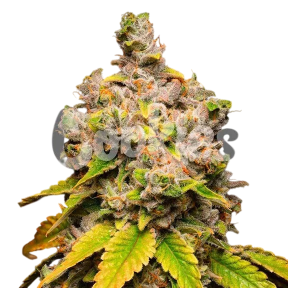 Lemon Cherry Sherb – Produktansicht