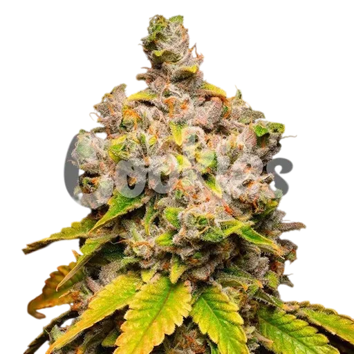 Lemon Cherry Sherb