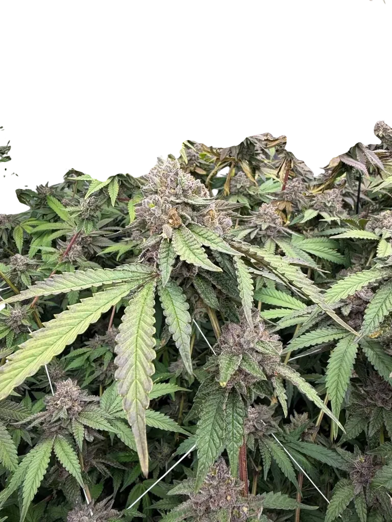 Biscotti Gelato | PHOTOFEM | Fast Buds