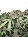 Biscotti Gelato | PHOTOFEM | Fast Buds