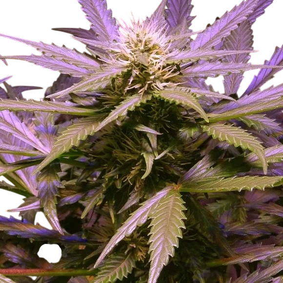 Lemon OG Haze Auto | AUTOFEM | Nirvana Seeds