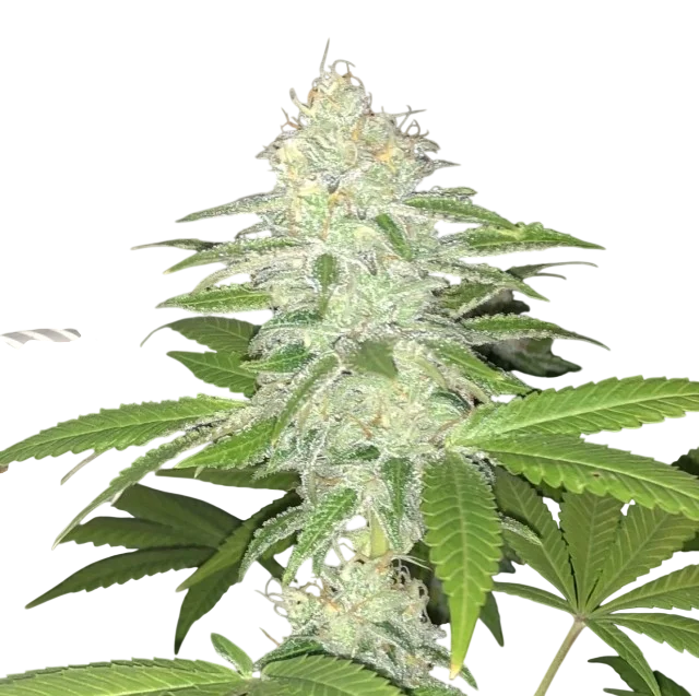 Lemon Sherbert – Produktansicht