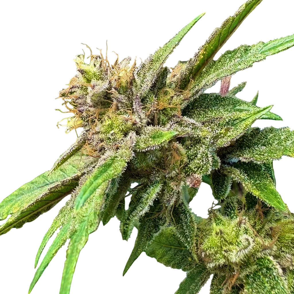 Lemon Strawberry Bomb | PHOTOFEM | Elev8 Seeds