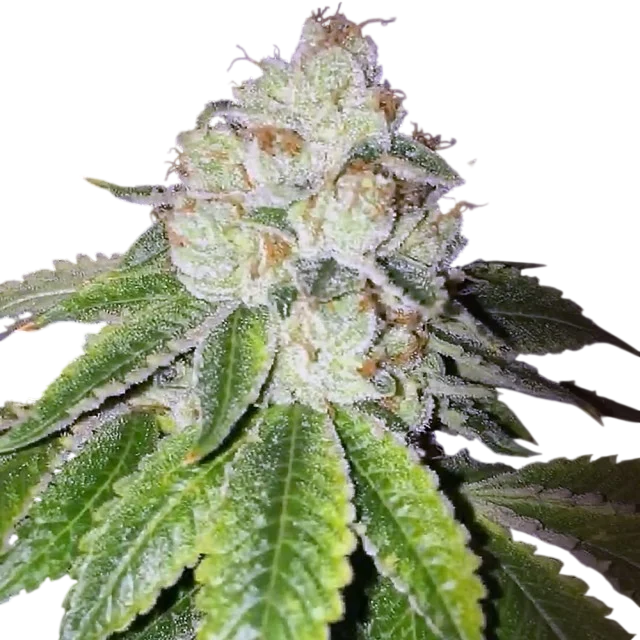 Lemon Tart | PHOTOFEM | Cali Connection