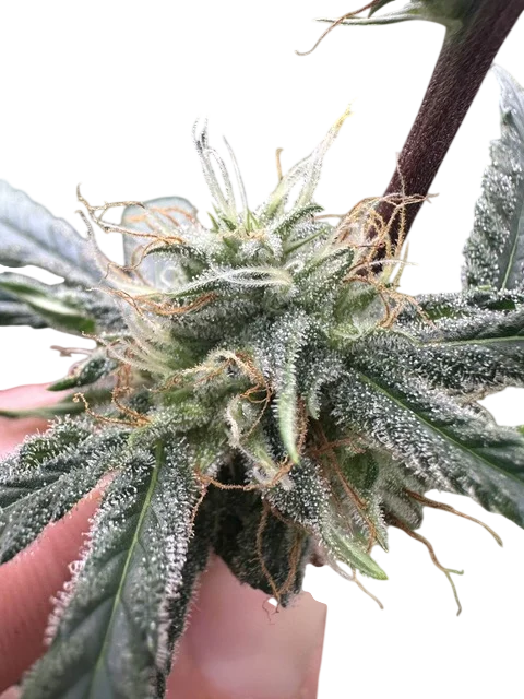 Lemon Tree S1 | PHOTOFEM | Elev8 Seeds