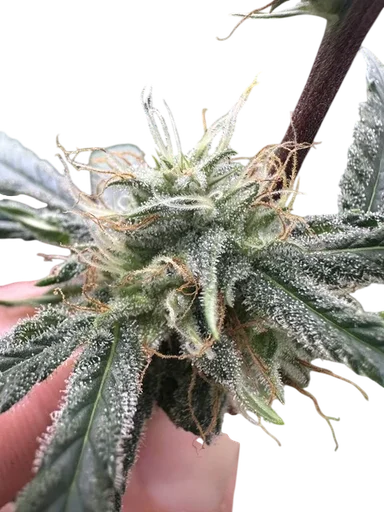 Lemon Tree S1