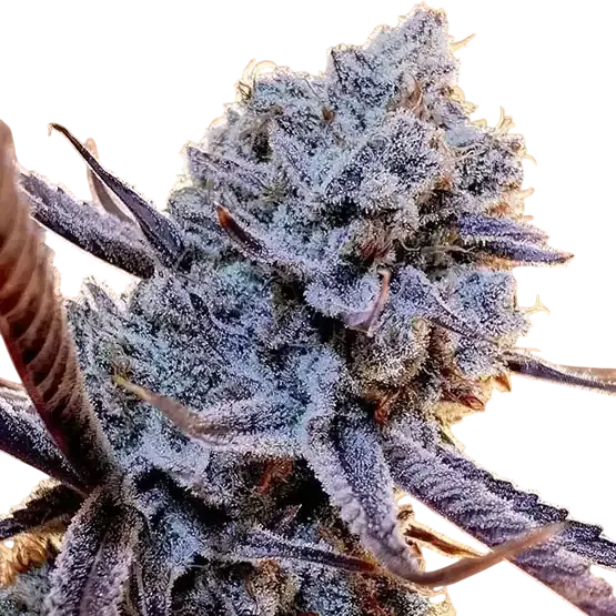 Lilac Diesel RBX2 | PHOTOFEM | Ethos Genetics