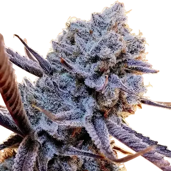 Lilac Diesel RBX2 – Produktansicht