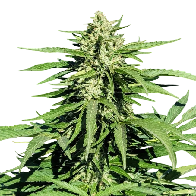 Limonene CBG – Produktansicht