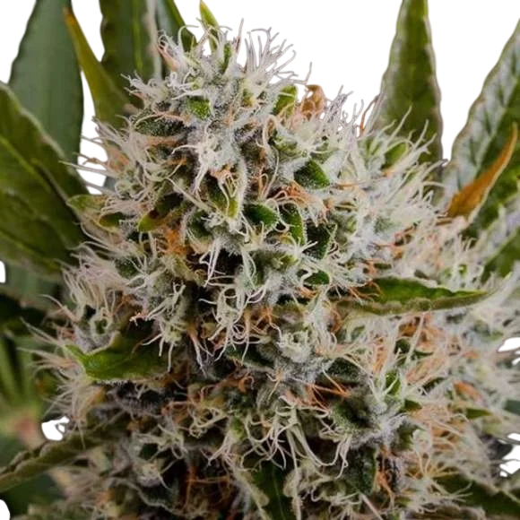 Lithium OG Kush | PHOTOFEM | Nirvana Seeds