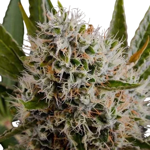 Lithium OG Kush – Produktansicht