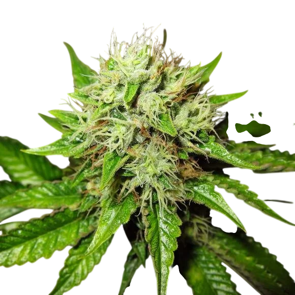 Lithium OG Kush Auto – Produktansicht