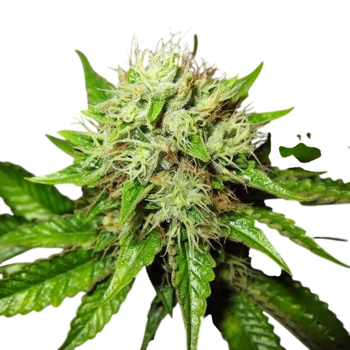 Lithium OG Kush Auto