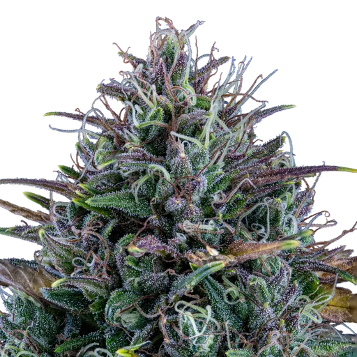 Livers Bx1 Auto