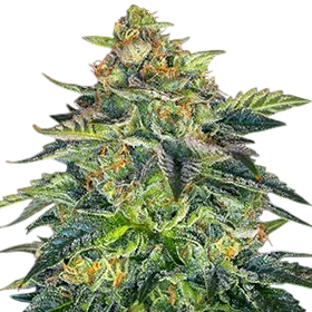 London Cream Cake Auto | AUTOFEM | G13 Labs