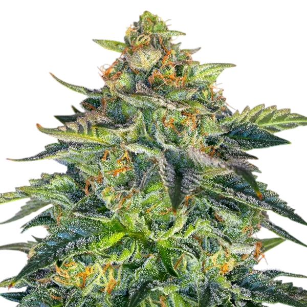 London Cream Cake Auto – Produktansicht