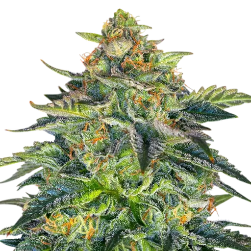 London Cream Cake Auto