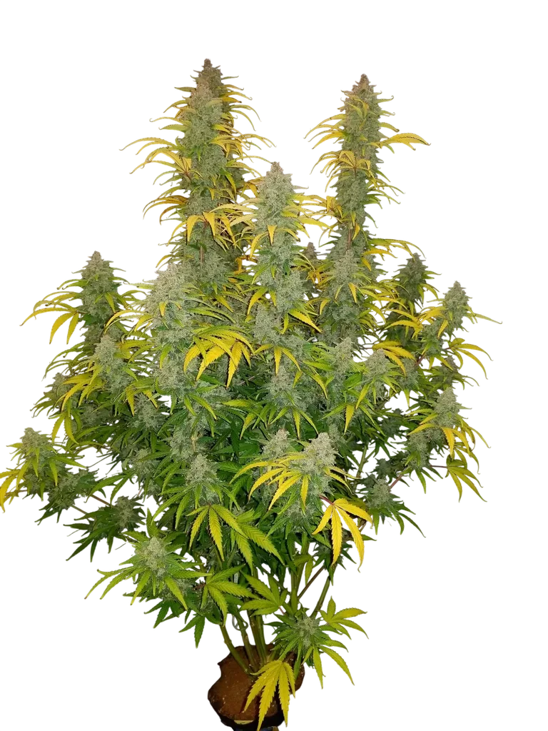 Blue Dream Auto – Produktansicht